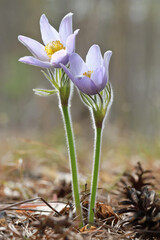 Pasque-flower Anémone pátens (Pulsatilla, wind flower, prairie crocus) is a  one of the first spring forest flowers.