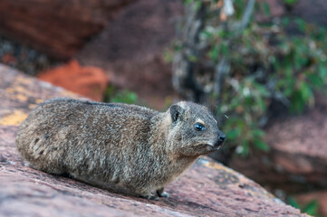 Rock hyrax, Procavia capensis / Rock dassie, Procavia capensis, on the Waterberg Plateau in Namibia, Africa
