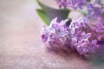 Purple lilac on rustic stone background. Soft focus. Close up. Copy space. 