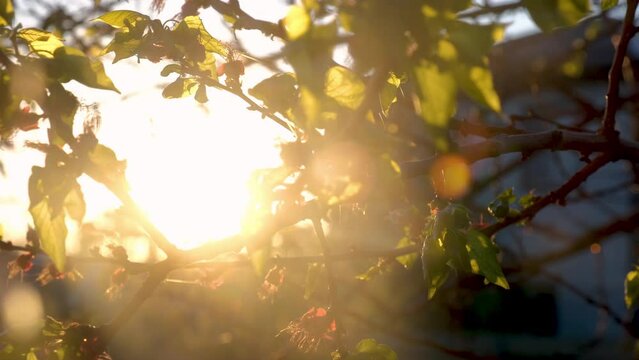 Blooming apricot blossom branch in sunset warm rays. Red cherry tree flowers. Soft focus. Spring sunrise gentle blurred background. Beginning of season, awakening of nature. Fresh green leaves.