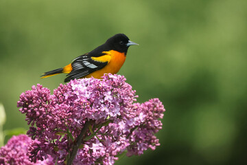 Fototapeta premium Baltimore Oriole Male flying or landing on lilac or branch in marsh area on beautiful summer day