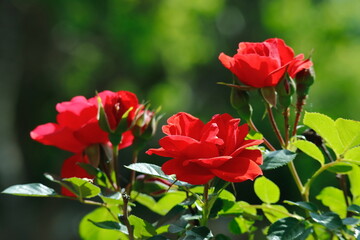Beautiful rose flowers in the garden