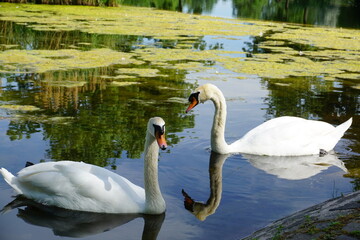 swans on the lake