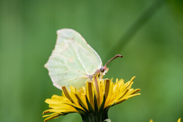 butterfly common brimstone (Gonepteryx rhamni) on flower