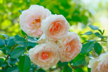 Beautiful rose flowers in the garden