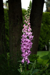 Obraz premium Fingerhut (Digitalis) im Garten, Hochformat