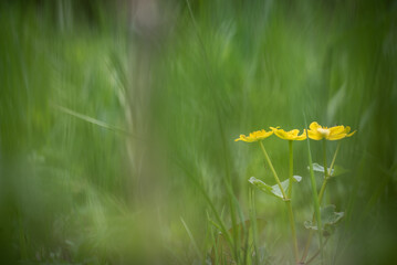 Marsh-marigold -  kingcup (Caltha palustris)