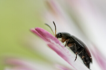 bee on pink flower