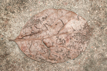 old autumn leaves in floor close up