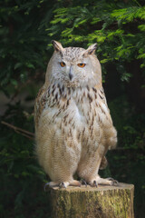 Siberian owl standing on a wooden log looking straight ahead and surrounded by fir branches