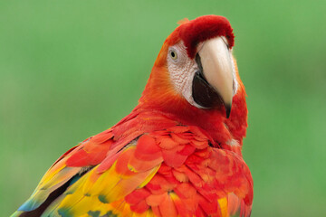 Scarlet Macaw
Ara macao
Guacamaya bandera