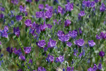 Naklejka premium beautiful and colourful spring wildflowers and herbs in Madrid Spain