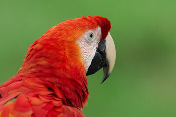 Portrait Scarlet Macaw
Ara macao
Guacamaya bandera