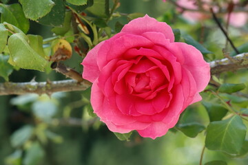 Beautiful rose flowers in the garden