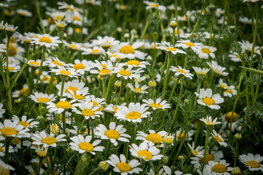 Pradera de jard&iacute;n lleno de margaritas en primavera