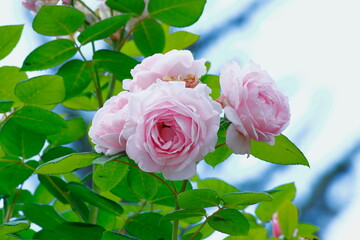 Beautiful rose flowers in the garden