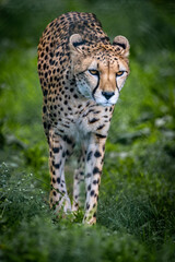 Beautiful Cheetah photos from a wildlife conservation park