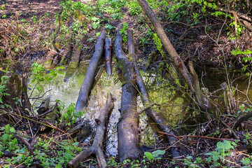 Bridge made of logs across a puddle in the forest.