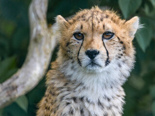 Beautiful Cheetah photos from a wildlife conservation park