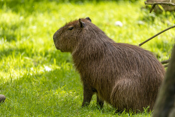 Capybara enjoying the sun shine