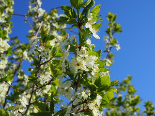 Plum blossoms. White plum flowers on a background of light blue sky.