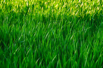 Green grass background. Green grass with bokeh.