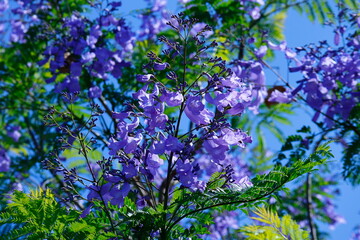 Jackaranda purple flowers