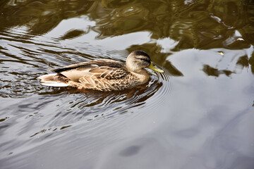 Swimming duck at the pond