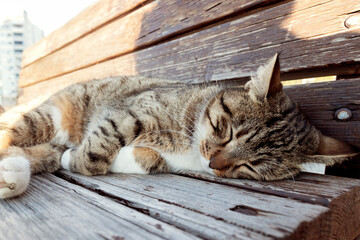 Close up of stray cat sleeping on wooden bench outside on a city street. Soft blurred, selective focus.