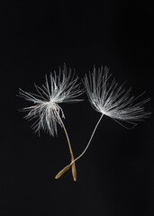 isolate on a black background of two dandelion parachutes