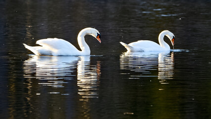 Fototapeta premium Mute Swan Pair, Proud Lake Recreation Area, Michigan