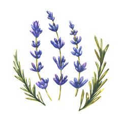 Blue twigs of lavender flowers and leaves. Watercolor, isolated objects from a large set of Lavender SPA . For the design and decoration of postcards, posters, patterns, souvenirs, stickers.