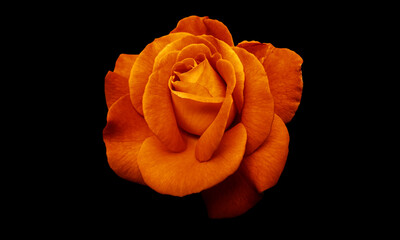 orange rose isolated on black