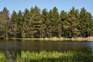 Fototapeta na wymiar Beautiful spring lake in the forest, pine forest in front of the lake. Spring bright sunny day, blue sky with clouds. Northern nature, beginning of spring. banner idea