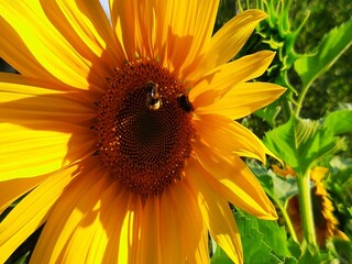 sunflower and bee