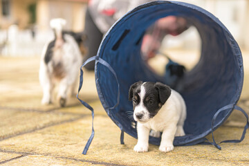 Young Jack Russell Terrier puppy dog 6 weeks old, playing and running with joy through a tunnel