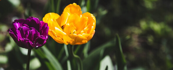 Banner. Macro photography. Spring, nature wallpaper. Tulips are blooming in the garden.