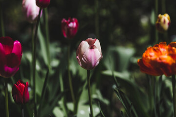 Banner. Macro photography. Spring, nature wallpaper. Tulips are blooming in the garden.