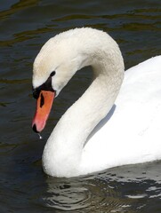 Bildsch&ouml;ner Schwan an der Mosel