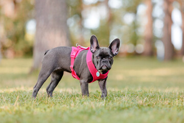 Cute French bulldog puppy in pink collar at the park. Pretty dog