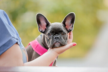 Cute French bulldog puppy in pink collar at the park. Pretty dog