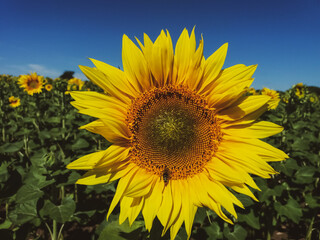 Naklejka premium sunflower in the field