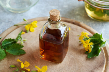 Greater celandine tincture with fresh blooming Chelidonium majus twigs