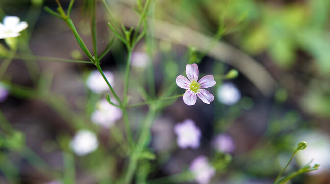 Kachim creeping - plant flower