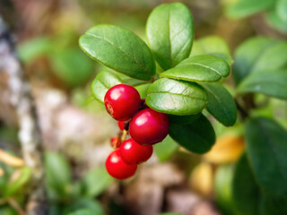 Obraz premium closeup photo of small red cowberry berries on a brunch under the sun