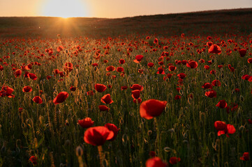 Naklejka premium Beautiful field with poppies at sunset