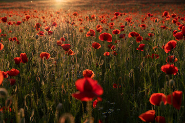 Beautiful field with poppies at sunset