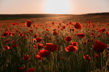 Naklejka na ściany i meble Beautiful field with poppies at sunset
