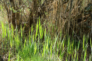 Naklejka na ściany i meble Common reed leaves in bright morning sunshine growing in damp ground