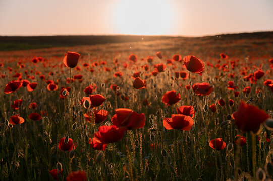 Beautiful field with poppies at sunset © Kozma